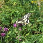 während dem Essen besucht uns ein wunderschöner Papilio machaon oder auf Deutsch Schwalbenschwanz