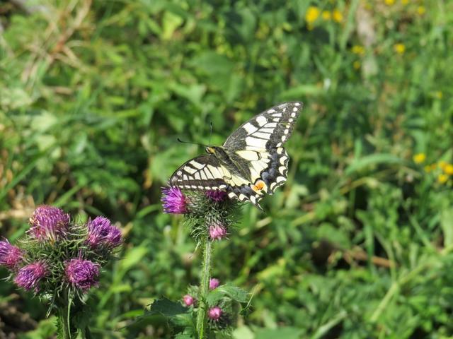 während dem Essen besucht uns ein wunderschöner Papilio machaon oder auf Deutsch Schwalbenschwanz