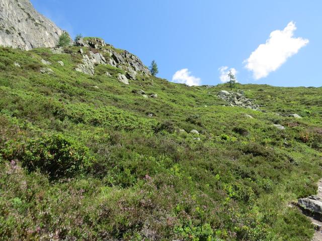 zwischen Alpenrosen führt der nun wieder steilere Wanderweg alles aufwärts