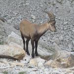 gegen Abend zeigt sich ein junger Steinbock