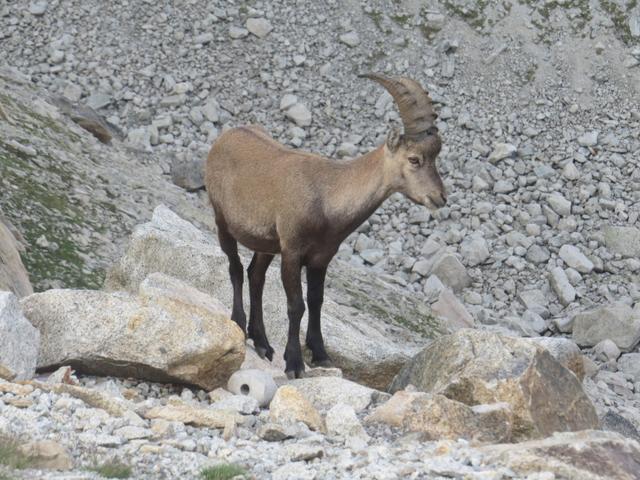 gegen Abend zeigt sich ein junger Steinbock