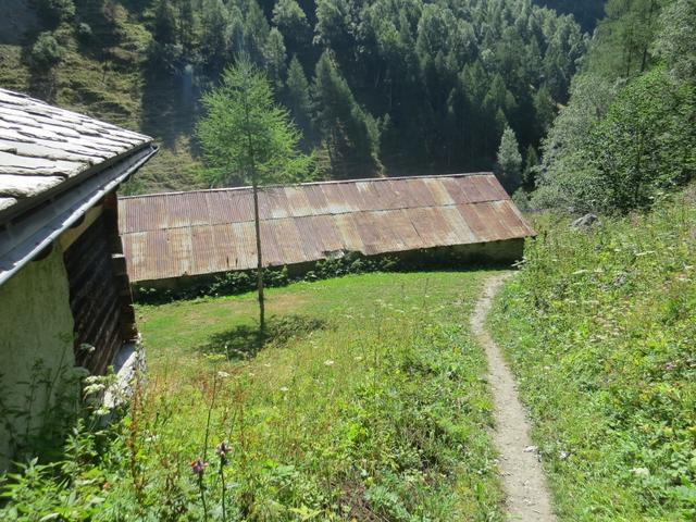 ein paar Meter nach den Alphäuser von Ze Steinu 1296 m.ü.M...