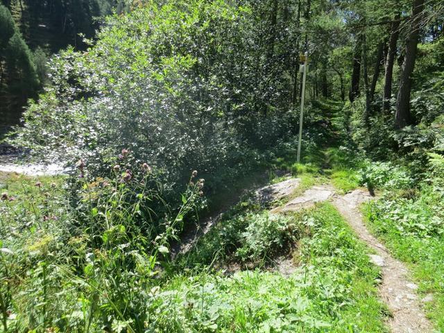 ...wandern wir nicht weiter geradeaus Richtung Niwärch Suone, sondern biegen links ab