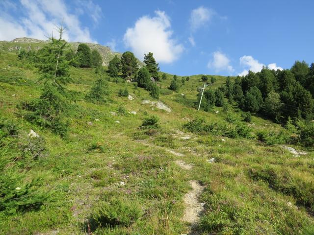 durch einen wunderschönen Arven- Lärchenbestand und am Skilift vorbei, erreichen wir bei Punkt 2156 m.ü.M. die Waldgrenze