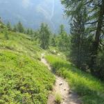 an Lärchen vorbei, schlängelt sich der Pfad in vielen Kehren zu den Alpen von Loché hinab