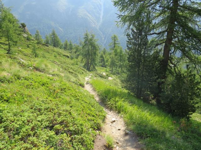 an Lärchen vorbei, schlängelt sich der Pfad in vielen Kehren zu den Alpen von Loché hinab