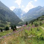 über eine schöne Blumenwiese nähern wir uns an Arolla...