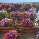 das Hotel ist bekannt wegen seinen Blumen an der Hotelfassade. Praktisch jeder Meter ist mit Blumen abgedeckt