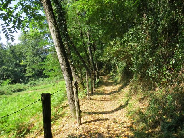 wir lassen Ponticello hinter uns, und laufen auf einen schönen Waldweg Richtung Pieve di Sorano