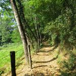 wir lassen Ponticello hinter uns, und laufen auf einen schönen Waldweg Richtung Pieve di Sorano