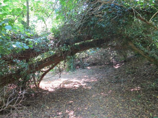 teilweise durchqueren wir einen der Natur überlassenen Wald