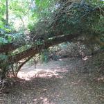 teilweise durchqueren wir einen der Natur überlassenen Wald