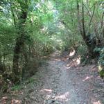 wir tauchen in einem dichten Wald ein. Er schützt uns von der unglaublichen Hitze von weit über 30 Grad