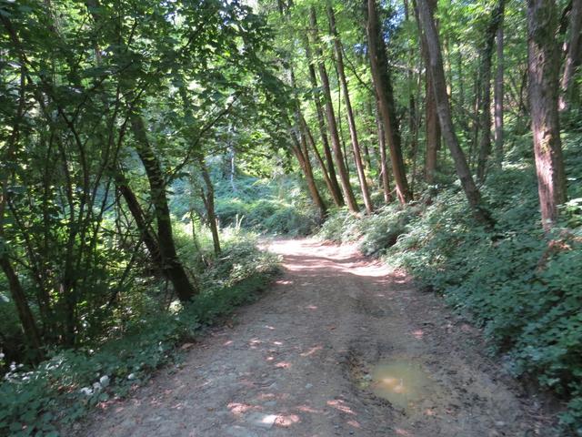 wir hätten nie gedacht, das wir soweit im Süden, noch so durch dichten Wald laufen werden