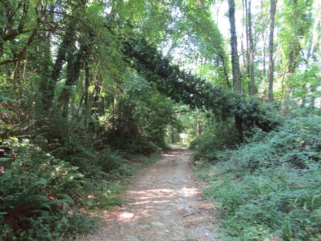 der Wald ist weitgehendst sich selber überlassen