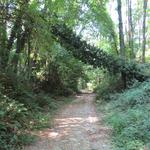 der Wald ist weitgehendst sich selber überlassen