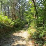 wir durchlaufen den Wald und bestaunen die schöne Natur