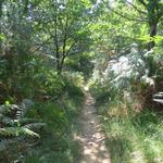 zeitweise ähnelt der Wald einem Dschungel