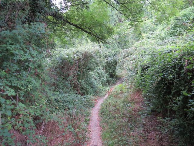 und schon nach ein paar Minuten befinden wir uns in einem dichten Wald