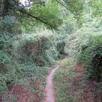 und schon nach ein paar Minuten befinden wir uns in einem dichten Wald