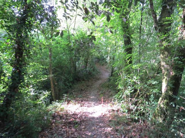 der Weg führt nun alles durch einen sehr dichten Wald. Mücken plagen uns