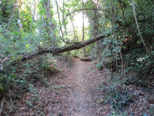 der Wald ist wie so oft sich selber überlassen. In der Schweiz würde man von einem Naturpark sprechen