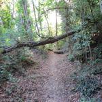 der Wald ist wie so oft sich selber überlassen. In der Schweiz würde man von einem Naturpark sprechen