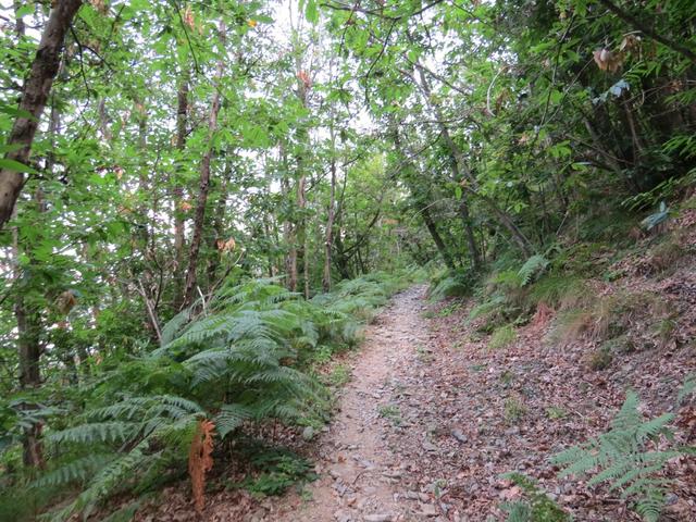 der Weg führt uns durch einen grossen Kastanienwald