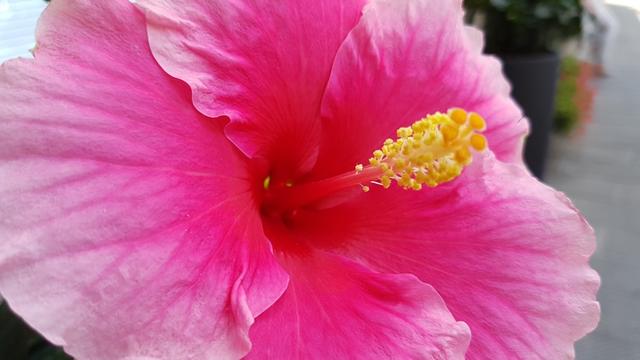 schöne Blumen können bestaunt werden