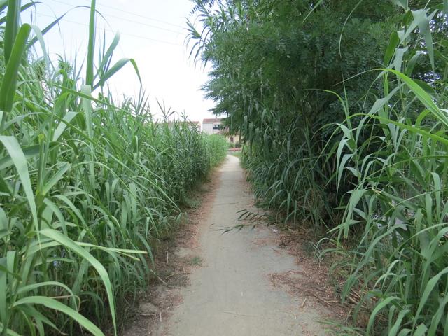 mehrere Meter hoher Schilf und Bambus wächst auf beiden Seiten des Weges