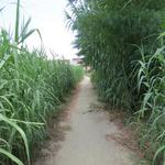 mehrere Meter hoher Schilf und Bambus wächst auf beiden Seiten des Weges