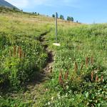 über Alpweiden wandern wir Richtung Süden zur Weggabelung bei Rotels