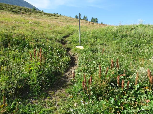 über Alpweiden wandern wir Richtung Süden zur Weggabelung bei Rotels