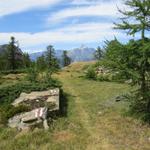 ein schöner Waldweg führt uns nun durch den sehr schönen Lärchenwald von Jochtwald