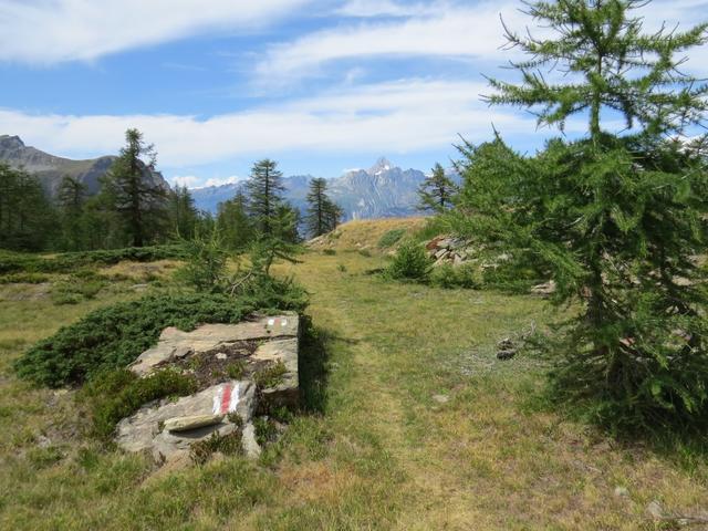 ein schöner Waldweg führt uns nun durch den sehr schönen Lärchenwald von Jochtwald