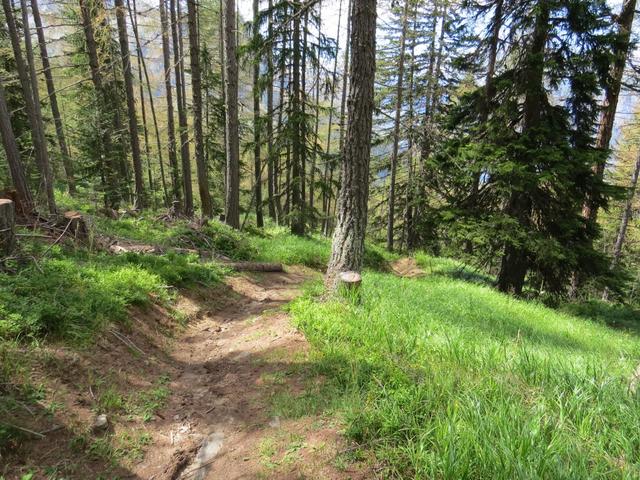 wir lassen die Alpstrasse bei Punkt 1887 m.ü.M. rechts liegen, und laufen weiter durch den schönen Lärchenwald