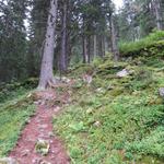 ...und klettert durch einen schönen, aber steilen Wald mit Lärchen und Fichten