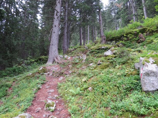 ...und klettert durch einen schönen, aber steilen Wald mit Lärchen und Fichten