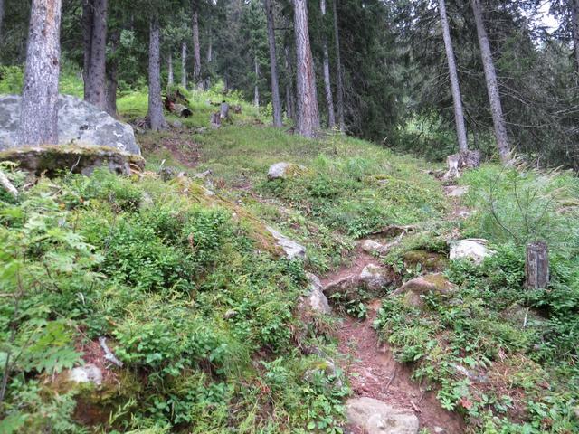 steil führt uns der Waldweg aufwärts Richtung Mässerchäller