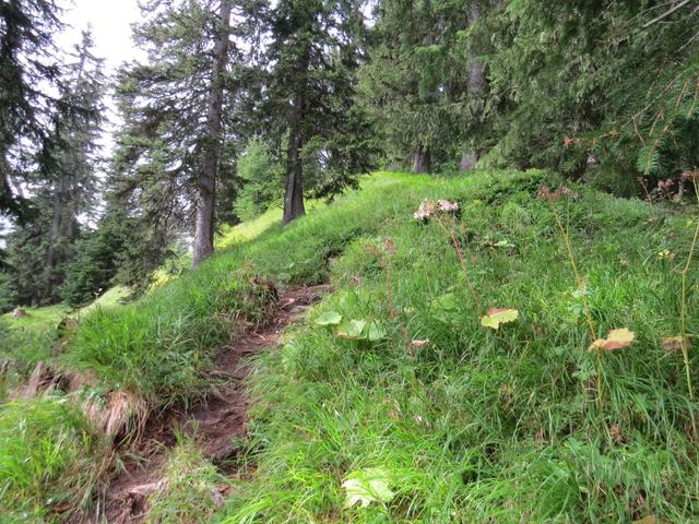 ...wieder auf den Waldweg zu wechseln