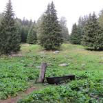 alles weiter durch den Wald erreichen wir die Alp Mässerchäller 1879 m.ü.M...