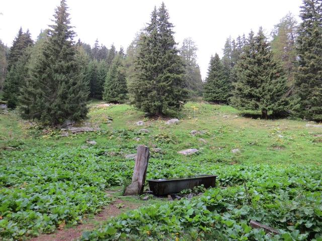 alles weiter durch den Wald erreichen wir die Alp Mässerchäller 1879 m.ü.M...