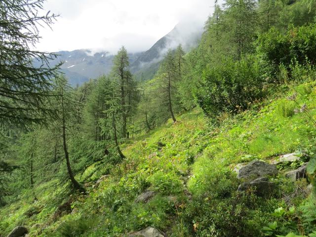 von der Wegkreuzung geht es genau nach Süden durch den offenen Lärchenwald der Mässeralp