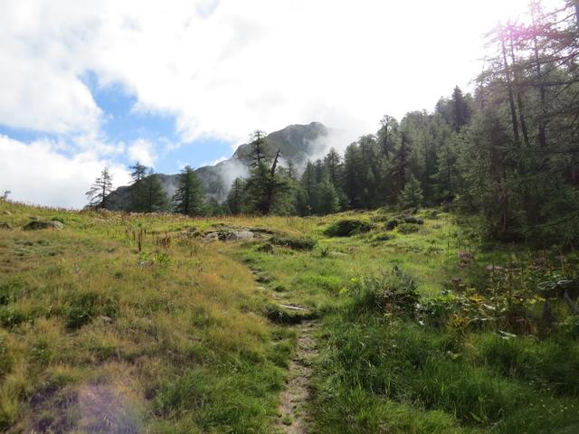 wir biegen links ab und wandern auf Wegspuren durch Stauden und Unterholz an alten Ställen vorbei...