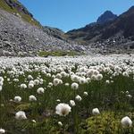 ...und betreten eine fantastisch anmutende Landschaft. Noch nie haben wir so viel Wollgras gesehen