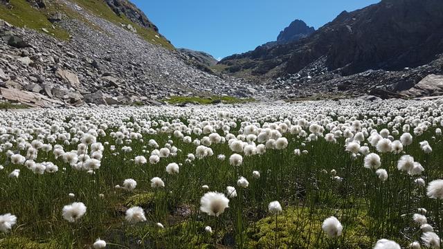 ...und betreten eine fantastisch anmutende Landschaft. Noch nie haben wir so viel Wollgras gesehen