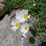 schöne Blumen am Wegesrand