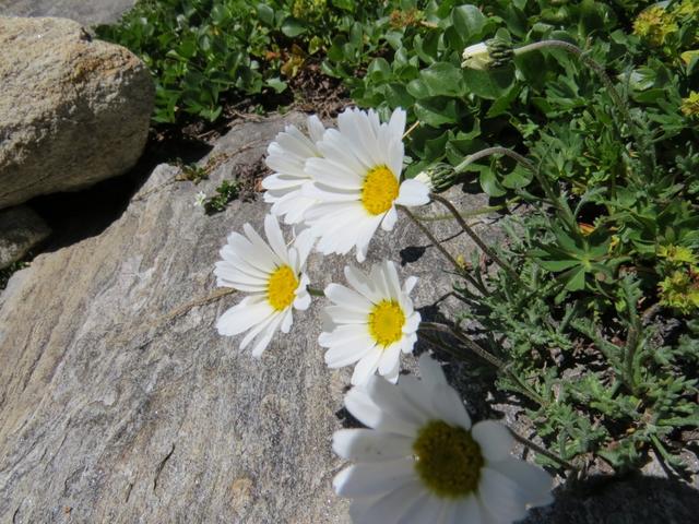 schöne Blumen am Wegesrand