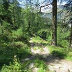 Richtung Norden absteigend, wandern wir nun durch einen schönen Lärchenwald