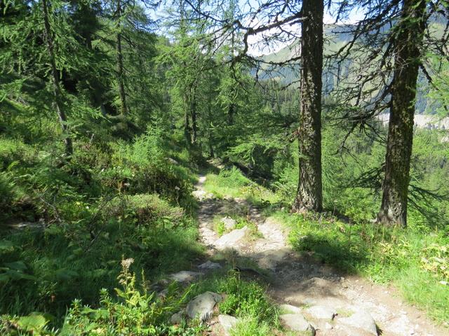 Richtung Norden absteigend, wandern wir nun durch einen schönen Lärchenwald